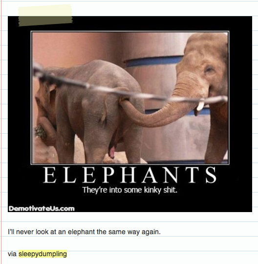 elephants